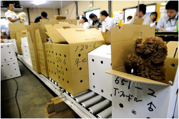 猶如蔬果般被裝在紙箱中拍賣的幼犬。日本每年約有35萬隻幼犬由寵物拍賣流向市場，拍賣商可從中抽取5～8%的仲介費。 取自朝日新聞