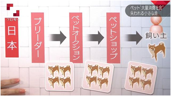 日本的繁殖者和飼主間還隔著拍賣商及寵物店，每個環節不但會產生「剩餘寵物」，甚至有3～4%犬貓在分銷過程中死亡。 翻攝自NHK