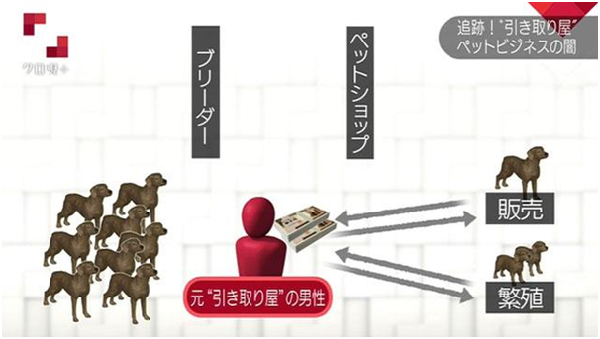 回收商先向繁殖業者和寵物店收錢，帶回「剩餘寵物」後，以低價轉賣或繁殖幼犬的方式再賺一筆。 翻攝自NHK
