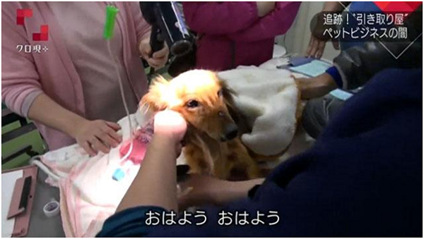 日本動物福祉協會從惡質回收商救援出來的臘腸犬，體溫因營養不良降至近20度。雖然在1個小時的急救後恢復意識，但1週後仍死於嚴重肺炎。 翻攝自NHK