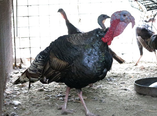 台南六甲的一處火雞場，因3000多隻火雞幼雛相繼死亡，被檢出感染H5N6亞型高病原性禽流感，讓疫情告緊。(此為示意圖)   蕭士塔/攝