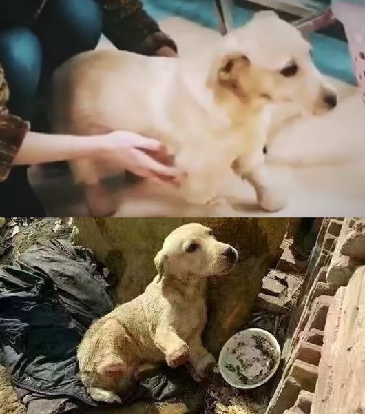 被狗肉販斬斷四肢的小狗，被取命「小高興」，經過簡單治療和包紮後，現在已能落地快走。  截圖自臉書