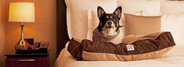 君悅所屬的凱悅酒店集團，在歐美早就開設了寵物住房。  取自網路