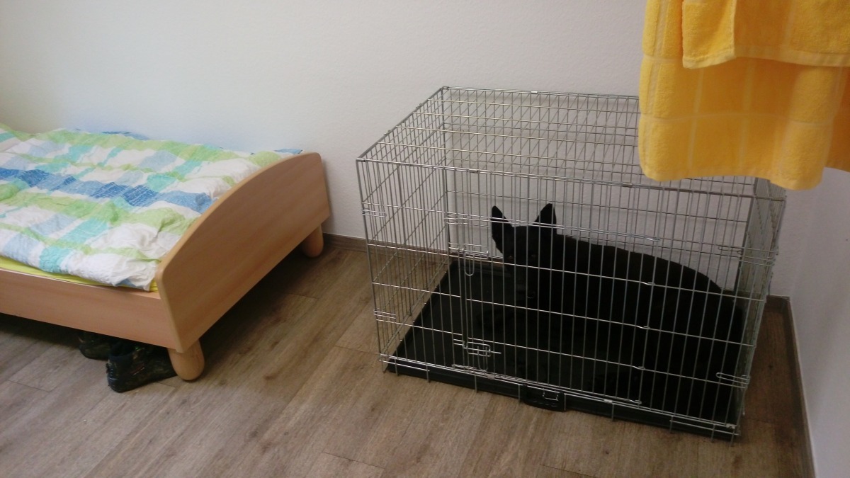 搜救犬和領犬員，連睡覺都在同一室，把搜救犬單獨隔離檢疫21天，形同讓牠們「自廢武功」。周聰吉/提供