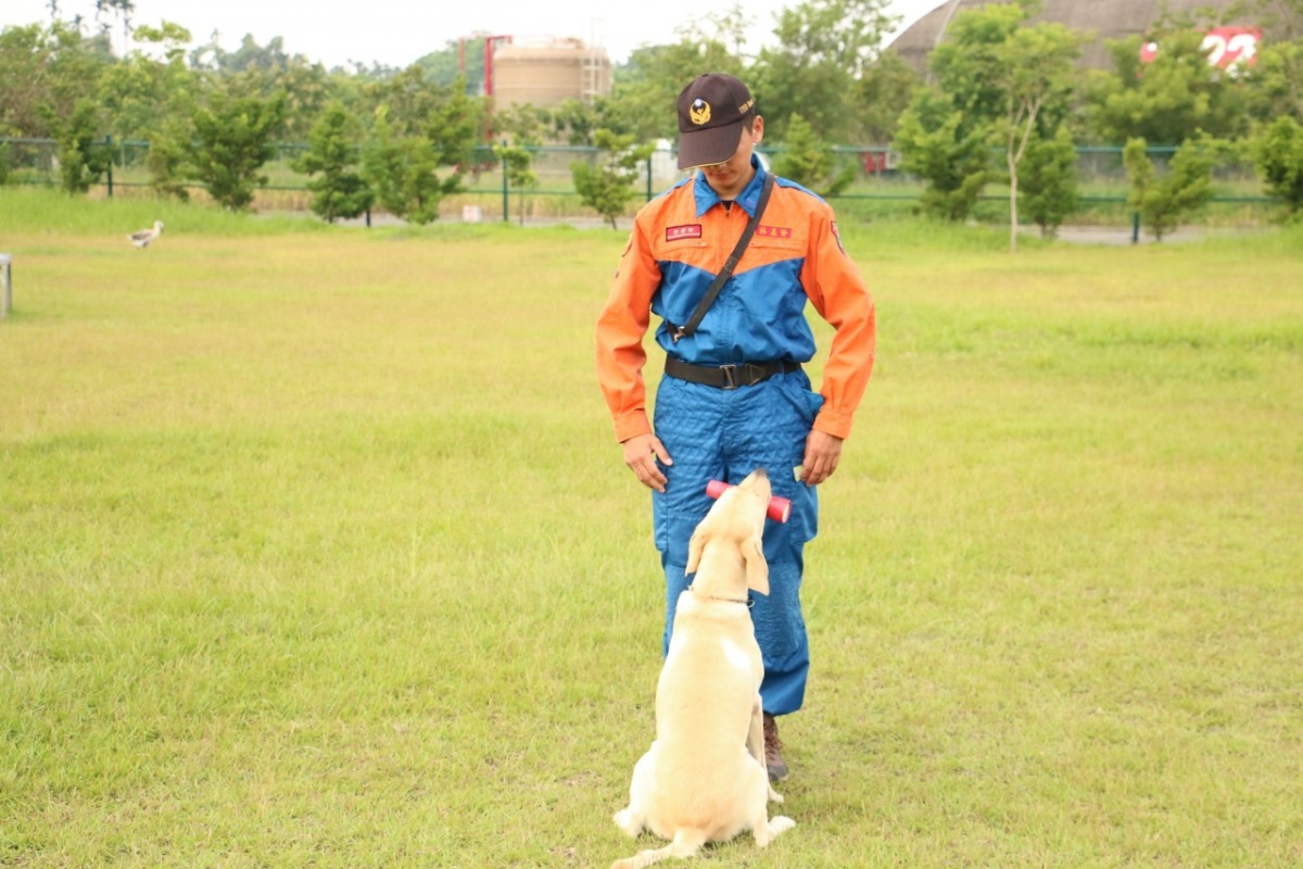 工作犬聽命於領犬員，牠們能絕對服從、辛勤工作，都是因為人狗之間的親密度夠，互信關係好。  周聰吉/提供