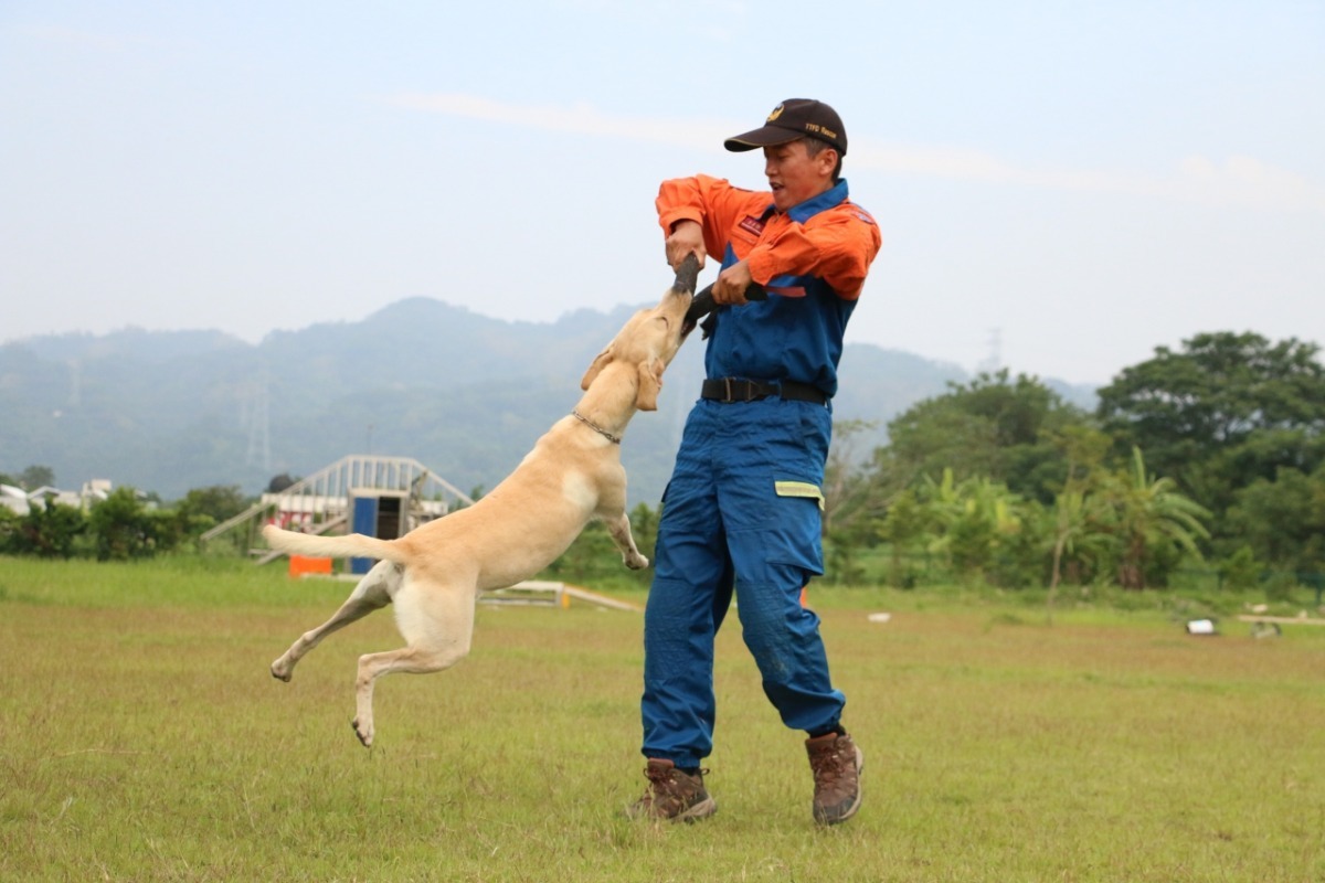 這麼高難度的動作，顯示工作犬的訓練很消耗體力，體質和體能都必須在高水準。 周聰吉/提供