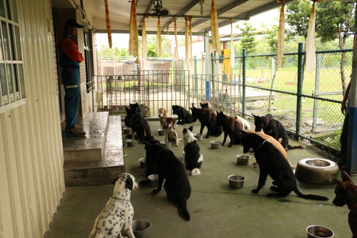 連等開飯都這麼有規矩！工作犬的生活規範，是外界難以想像的。圖為培訓中搜救犬，因應不同救難狀況，體重從3到40公斤不等。 周聰吉/提供