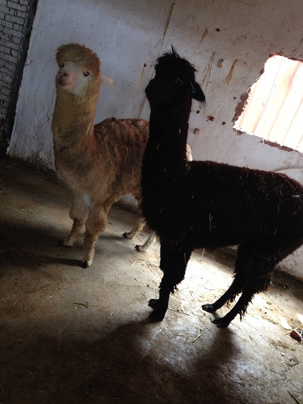 草泥馬的飼養環境是否符合動物福利，待新北市動保處派員了解。台灣防止虐待動物協會/提供