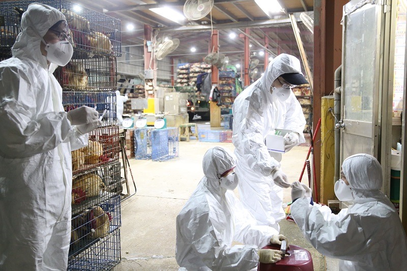 屠宰場突檢行動，用快篩試劑可以在15分鐘內獲知結果，了解家禽是否感染禽流感病毒。 新北市動保處/提供