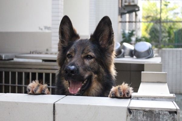 搜救犬的照顧飼養和訓練,都需要專人專職負責。 何宜/攝