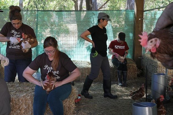 加州動物之家Animal Place的農場最多可容納2500隻雞，號召大家共同認養。　取自SFgate