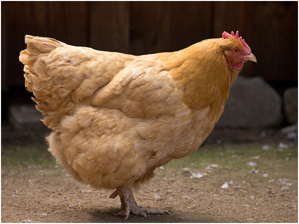 雞通常被視為提供雞蛋、雞肉的群體，人們往往認為牠們智力有限，沒有獨立性格，故是觀察學生意識變化的絕佳對象。 Doug Brwn/攝