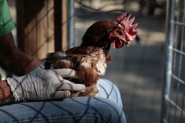 動物之家的獸醫師仔細為老母雞做健康檢查。　取自SFgate