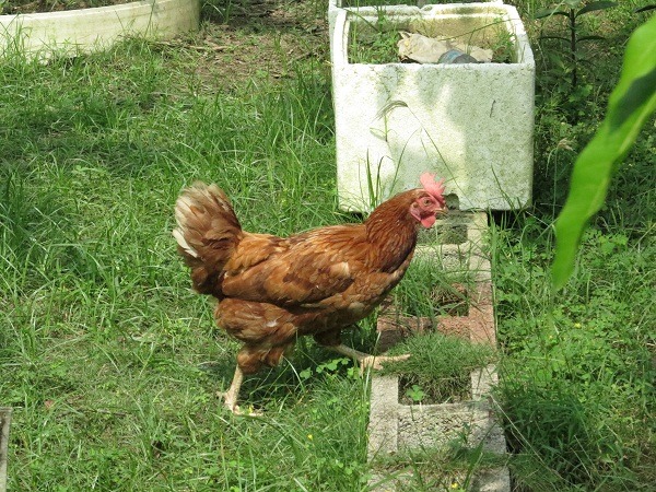 蔡登雲飼養的人道雞,生活在空氣新鮮且空間充足的環境。 蕭士塔 / 攝
