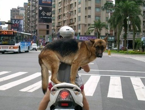 站在機車後座的狼犬，像似表演平衡特技，怎能不吸睛。(此為示意圖，和文中所提案件無關)   取自網路