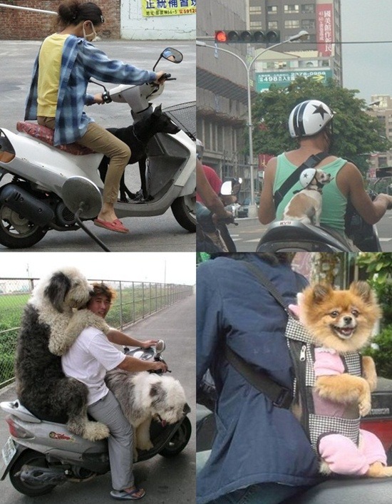 多以機車為代步工具的台灣民眾，載起狗來也有各種風情，讓對岸的摩托車專業網站大為驚異。 取自網路