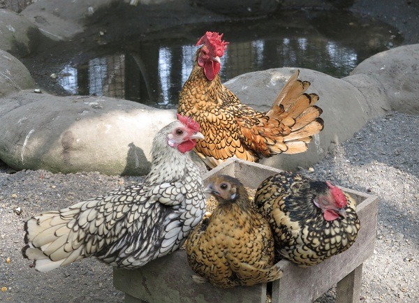 雞的品種繁多,除供食用,也有不少觀賞用品種。蕭士塔/攝
