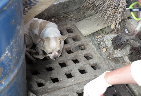 這隻吉娃娃後腳受傷仍非常兇猛，讓管制隊員不敢徒手捕捉。  蕭士塔/攝