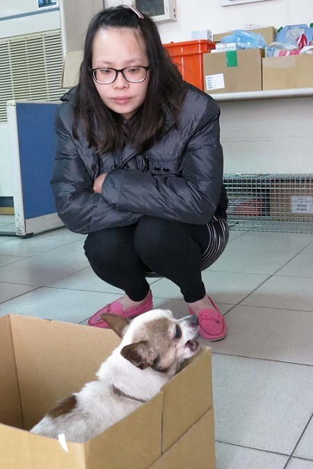 被送交的生病吉娃娃，拾獲者仍不敢靠太近怕被咬.       蕭士塔/攝