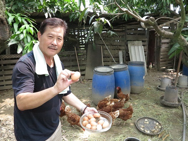 每天撿雞蛋與好友分享,是蔡登雲養雞最快樂的事。 蕭士塔 / 攝