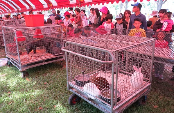 民眾在可愛動物區參觀兔子及改良後的台灣黑豬。蕭士塔/攝