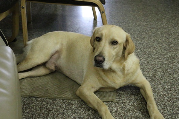 老成持重的Attis，是這次送養的3隻退訓犬中，唯一的男生。林佳蓁/攝