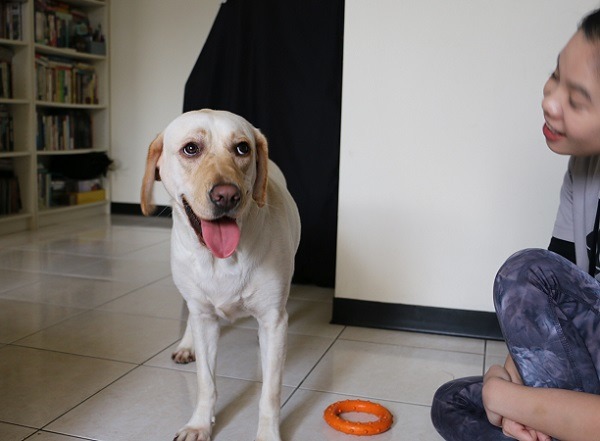 「妳為什麼不跟我玩?」小公主Hellen不解的看著保護動物協會的家訪人員。林佳蓁/攝