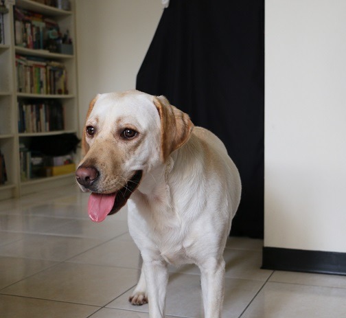 日前Hellen不肯進食，透過x片檢查發現肚內有異物，嚇壞大家，幸好兩天後自己排便排出來，竟是顆不小的石頭。林佳蓁/攝