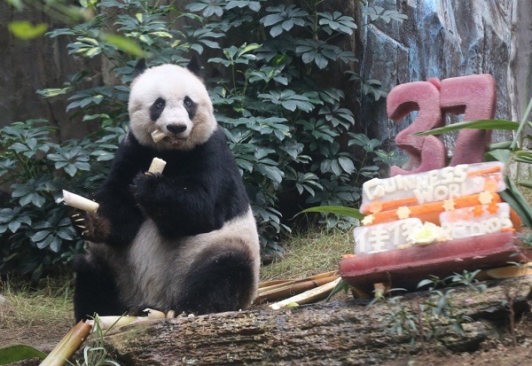 佳佳在2015年8月過37歲生日時，成為全球圈養環境下最長壽的貓熊。佳佳當時的年齡相當於人類的110歲。  取自hoholinks.com