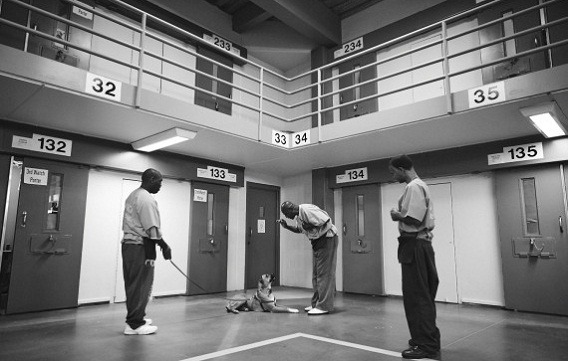 專門囚禁無期徒刑犯人的加州州立監獄，也在2014年實行「監獄犬計畫」，由篩選出的囚犯擔任流浪狗的訓犬師。  翻攝自Daily Mail