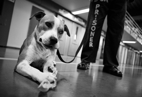 你知道台灣也有監獄犬計畫嗎?新竹監獄自2006年實施至今不曾間斷，今年又培訓出8隻流浪狗等待領養。   此為示意圖