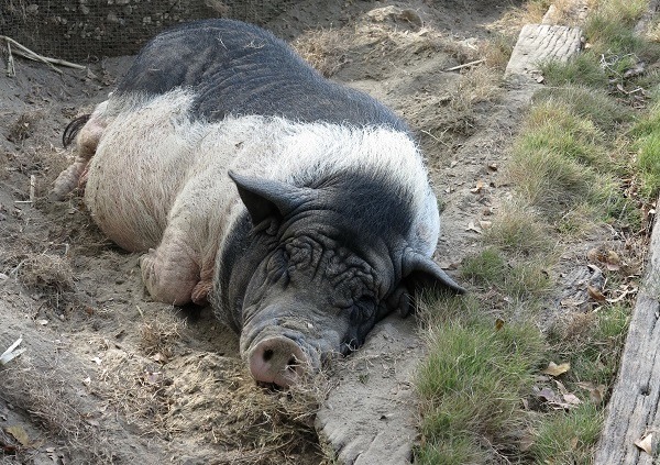 豬喜歡睡在泥地，卻有人因豬隻全身泥土「髒兮兮」而向動保處檢舉。蕭士塔/攝