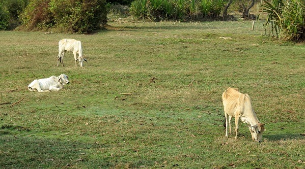柬埔寨耕年缺乏品種改良及營養不良，瘦小遠眺如羊。　蕭士塔/攝