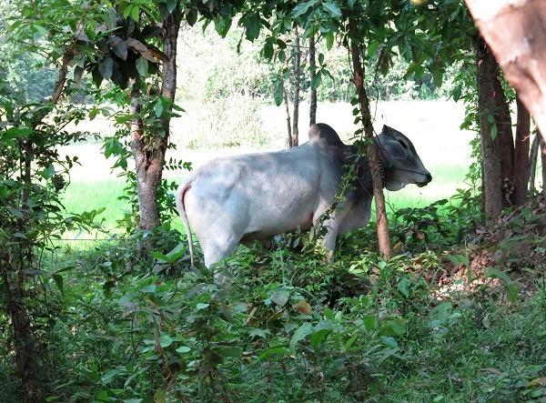 柬埔寨的耕牛的外形與1200年前文獻圖案所示差別不大。 　蕭士塔/攝