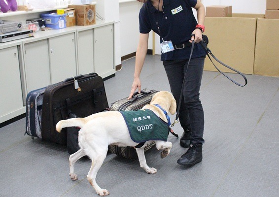 檢疫犬面臨退休潮，防檢局積極尋找犬隻和訓練。何宜/攝