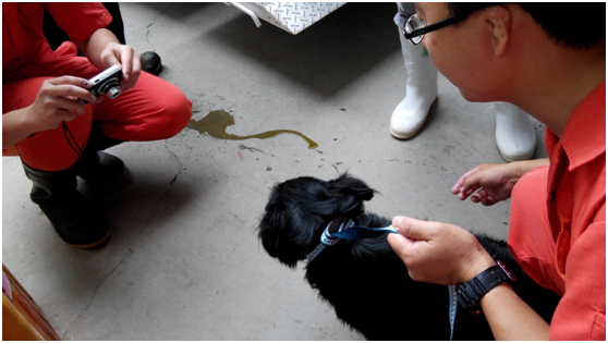 乖巧膽小的黑狗嚇到頻頻「閃尿」；捕犬員說是民眾通報，意味精準捕捉已失控？瑭芯/攝