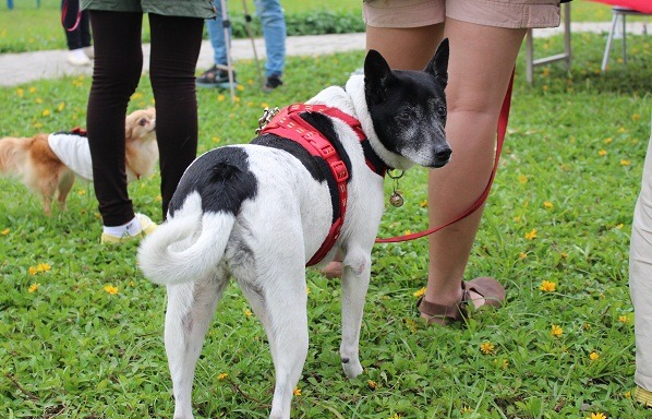 是不是每一位動保法犯案人都適合到收容所照顧動物、遛狗?確實留有疑問。此為示意圖。 李娉婷/攝