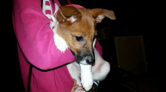 被飼主用膠帶封嘴的BeBe健康良好，已另外被人領養。     圖/徐婕提供