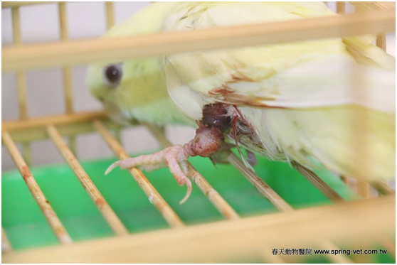 腳環裡的繩子剪斷後,循環恢復,血色也就回來了。春天動物醫院/提供