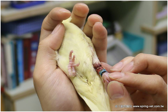 幫鳥寶貝裝腳環之前,要考慮清楚,並依不同的鳥和主人的習慣經驗,選擇適合的腳環。春天動物醫院/提供