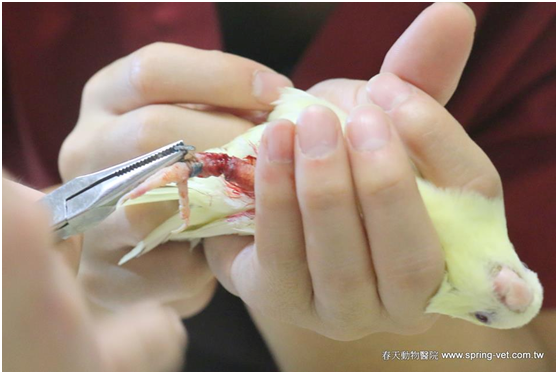 雖然密閉圓圈的腳環適合無戴腳環經驗的飼主,還是要經常仔細檢查鳥兒的足踝。春天動物醫院/提供