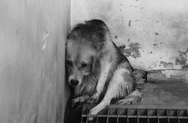 恐懼與害怕，讓牠只敢活在角落。此時，就算敞開籠門，她也不敢走出去。 Sunny Junior /攝(新屋收容所實景)