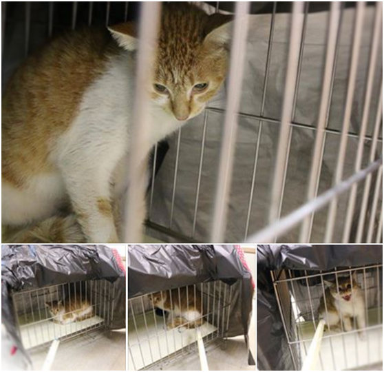 愛媽花了一段時間才誘捕到的精明母貓，終於落入林醫師的「魔掌」！而一場鬥智競技也展開了！ 