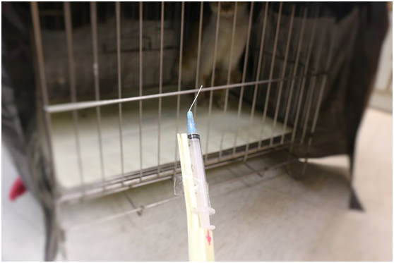 彎掉了…彎掉了，阿橘妳要淑女一點！大部分街貓容易緊迫，會又衝又撞，常常連針都弄到彎掉。（咦？這跟記者過去在醫院幫人類幼獸注射肌肉的情況類似…）