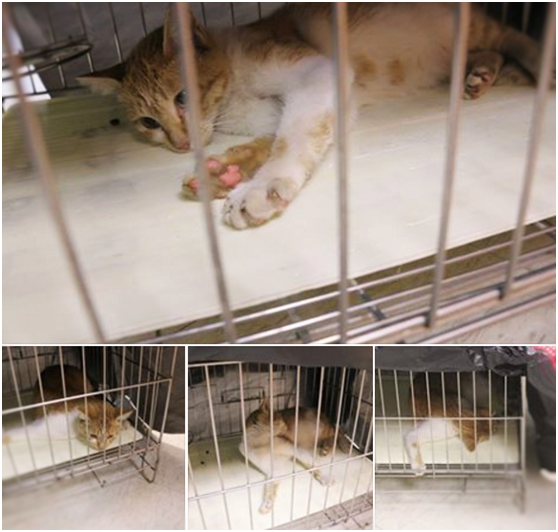 終於搞定！麻醉成功，1.2.3數完沉沉睡去，進入夢鄉，醒來就有一個嶄新貓生。