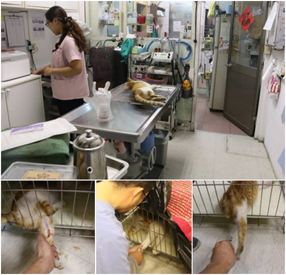 手術檯上這妞非常難抓，精明又戒心重。手術後才發現牠又發情了，若沒結紮，2個月後又有4隻小貓出生。愛媽說終於鬆了一口氣，把附近的貓都結紮了！