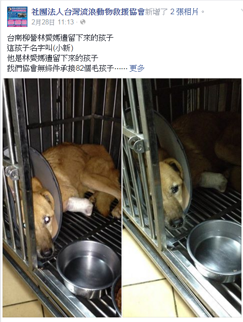 柳營狗場一隻名叫小新的狗需要截肢，台灣流浪動物救援協會已為牠發起募款。 取自臉書