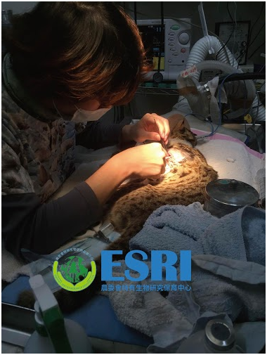 該石虎為雄性亞成體，體重約3公斤，目前仍由急救站治療。 特生中心野生動物急救站/提供