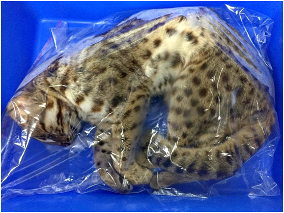 苗140路殺被民眾撿拾事件中的冰存石虎，在大家努力下終於寄到特生了，不管是死是活，在研究單位眼中，每一隻瀕臨絕種的保育類動物都很重要！ 「貓徑地圖王小明」/提供