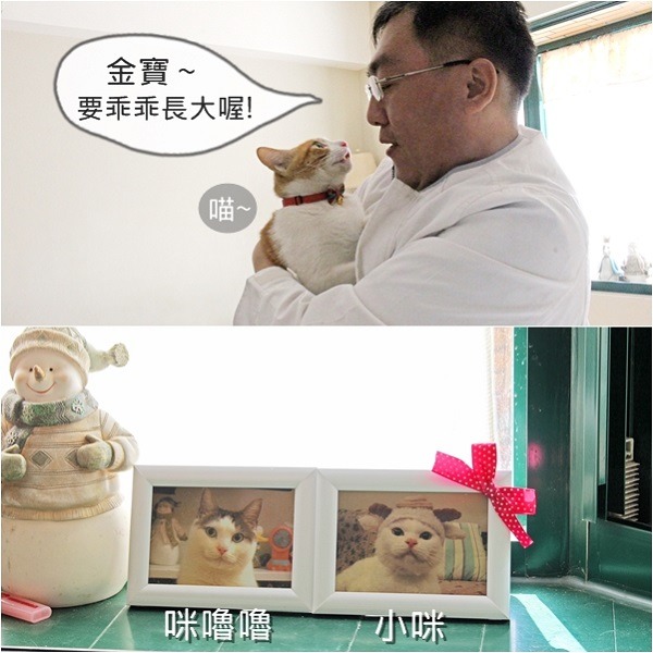 認養率達到79.3%的台北市動物之家，已為不少毛孩找到幸福家園，米克斯貓金寶是其中之一。  台灣動物新聞網資料照 (何宜/攝)